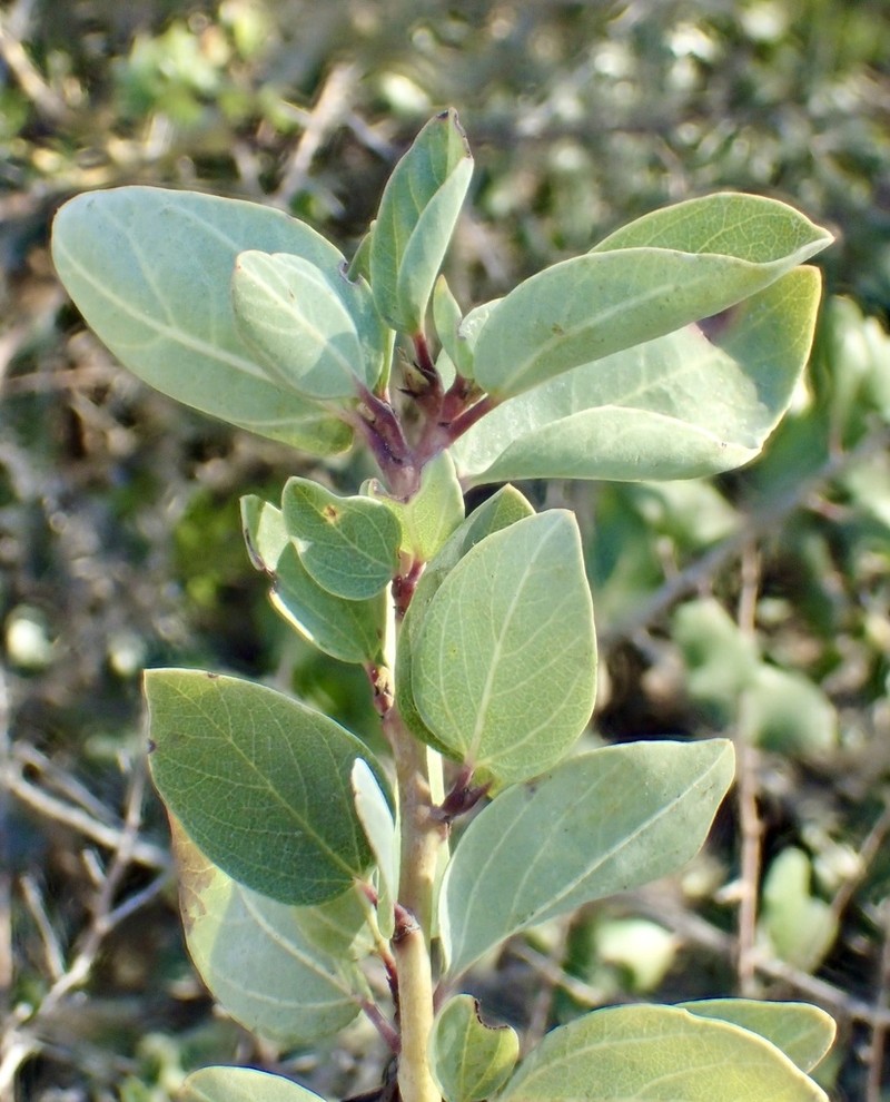 Chaparral Whitethorn photo 2