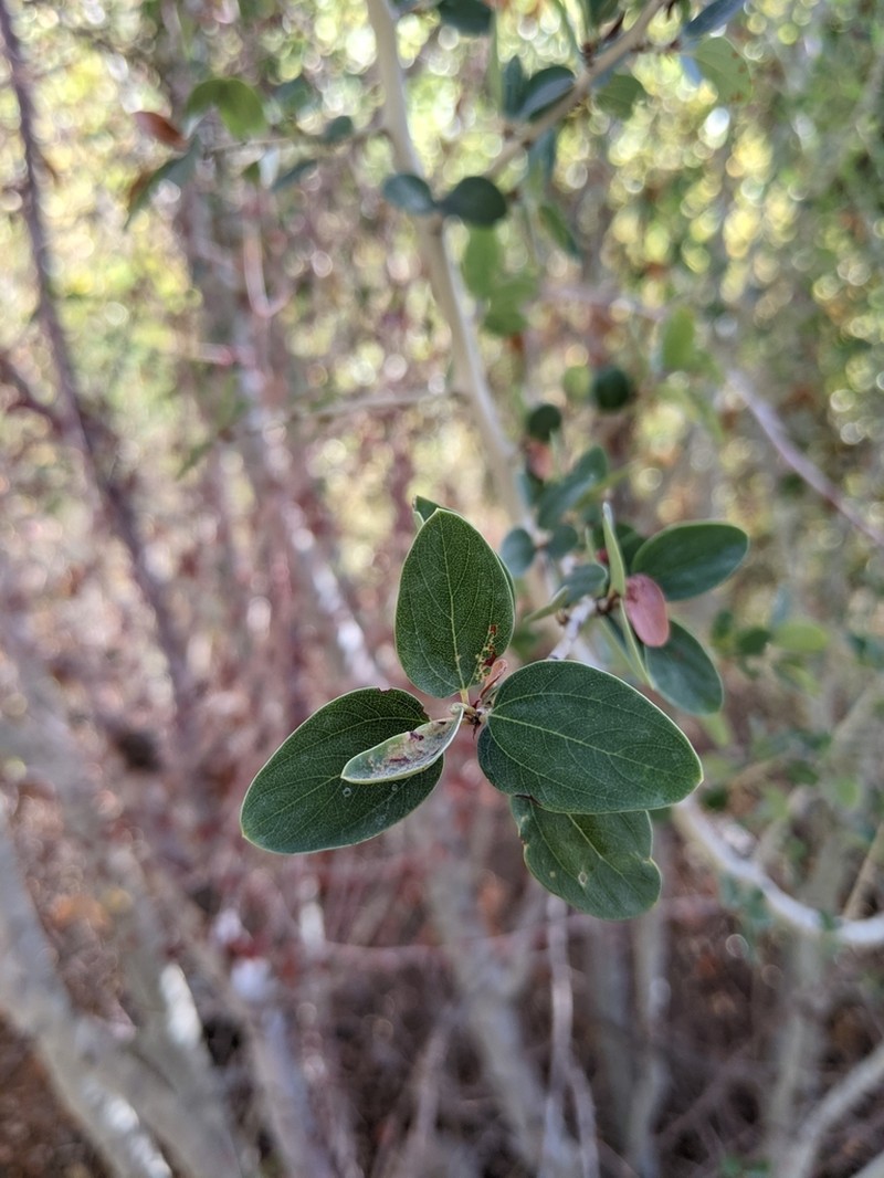 Chaparral Whitethorn photo 3