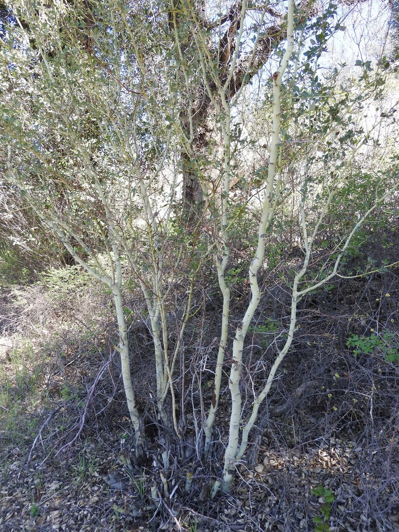 Chaparral Whitethorn photo 4