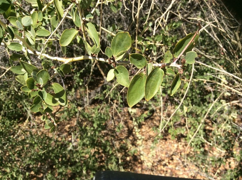 Chaparral Whitethorn photo 5