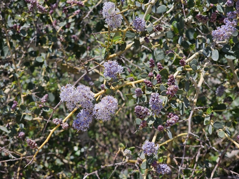 Chaparral Whitethorn photo 6