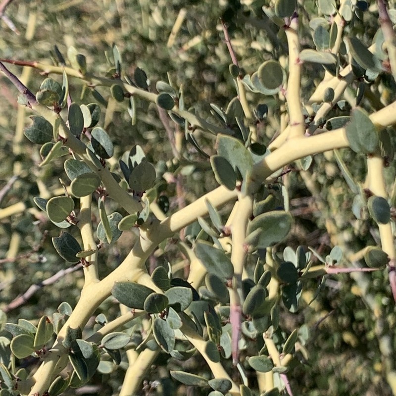 Chaparral Whitethorn photo 7