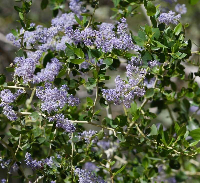 Chaparral Whitethorn photo 8