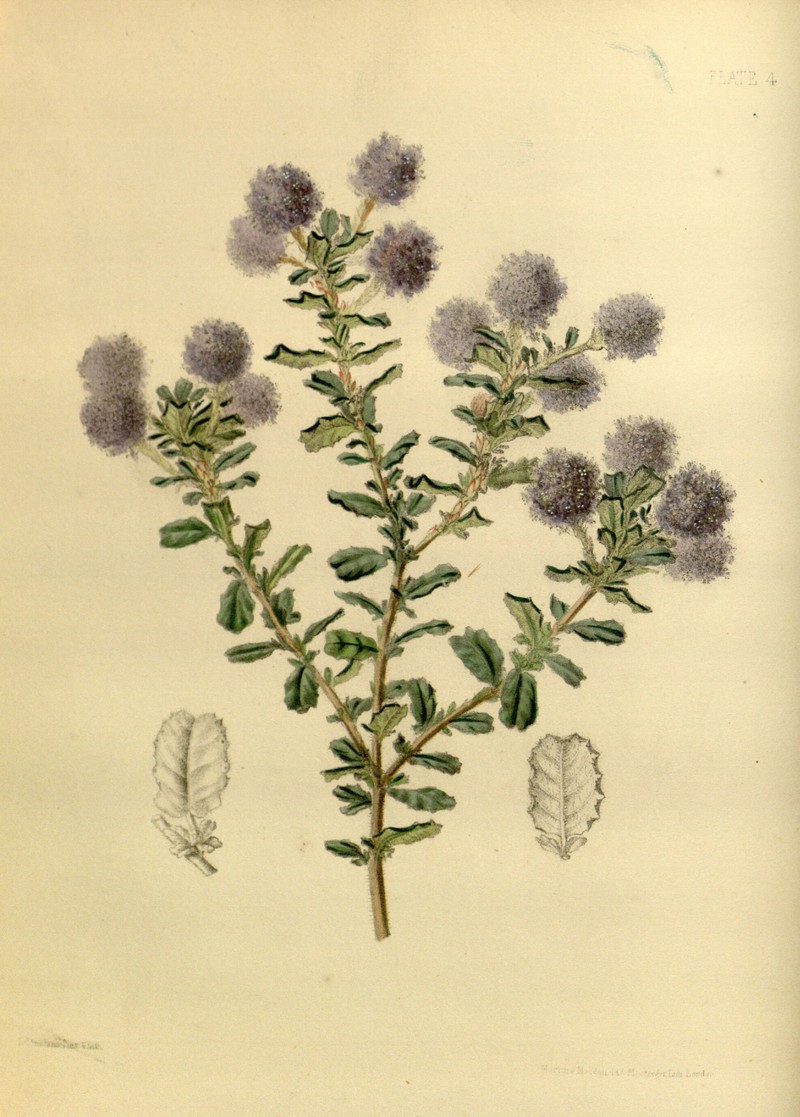 Ceanothus