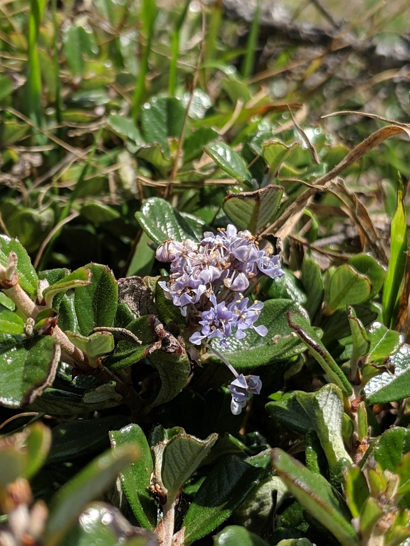 Maritime Ceanothus