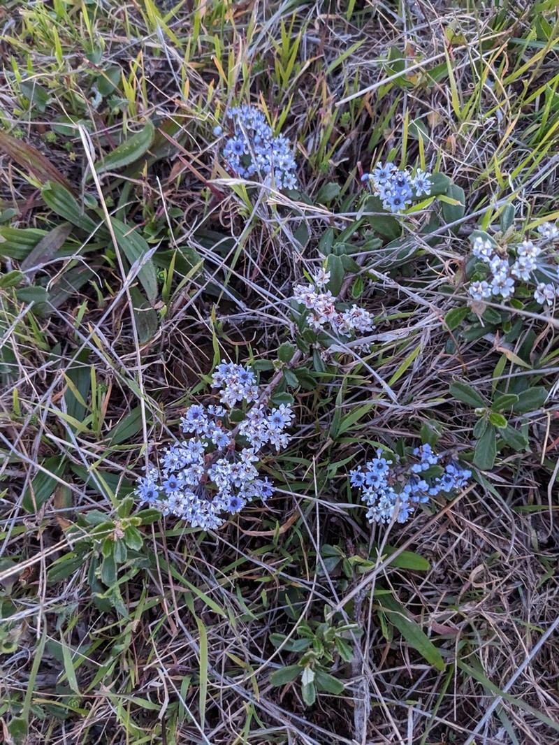 Maritime Ceanothus photo 2