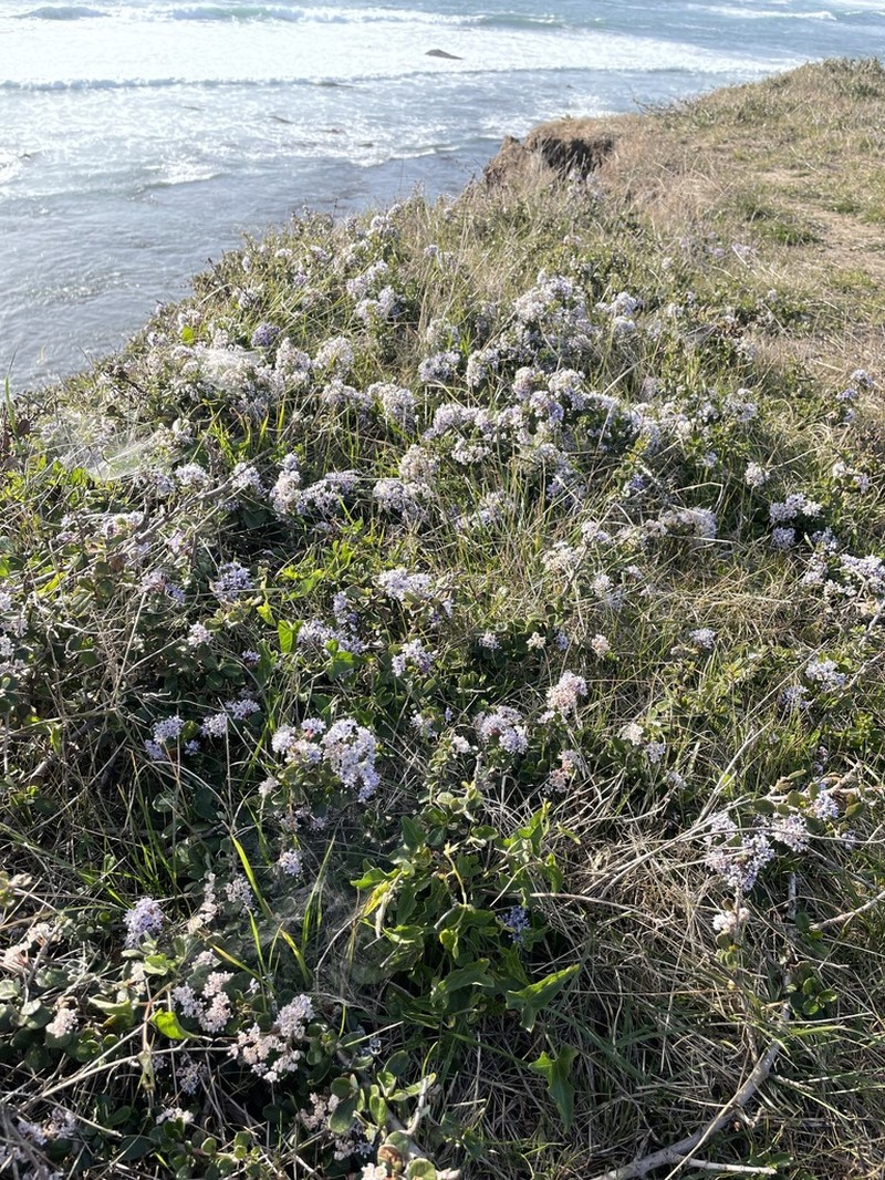 Maritime Ceanothus photo 3