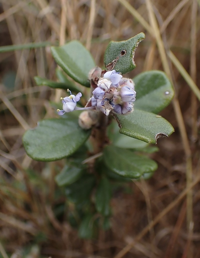 Maritime Ceanothus photo 4