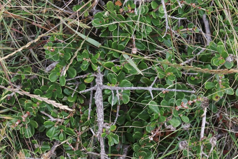 Maritime Ceanothus photo 5