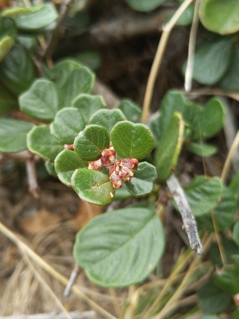 Maritime Ceanothus photo 6