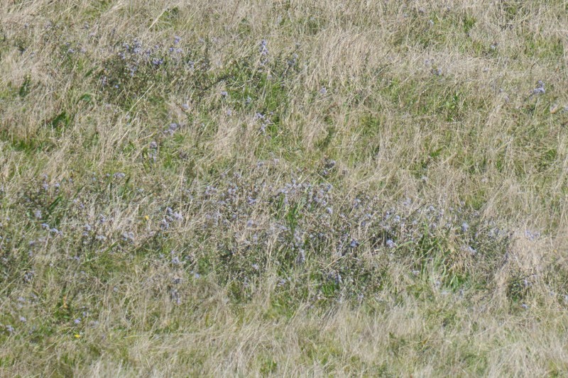 Maritime Ceanothus photo 7