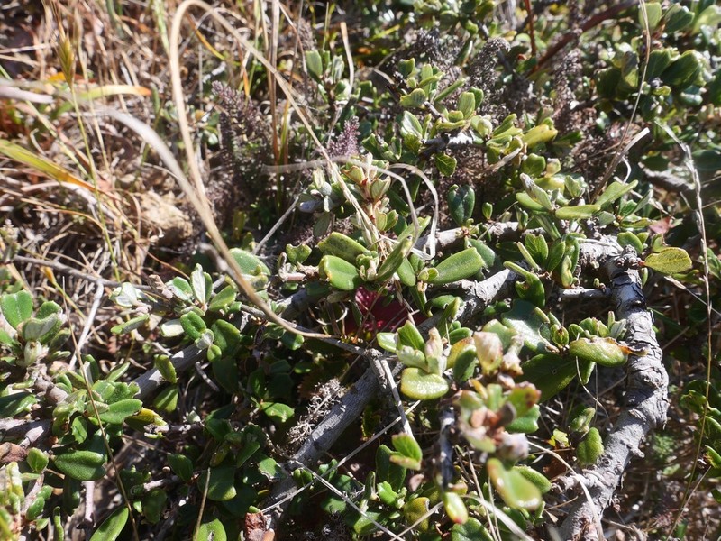 Maritime Ceanothus photo 8