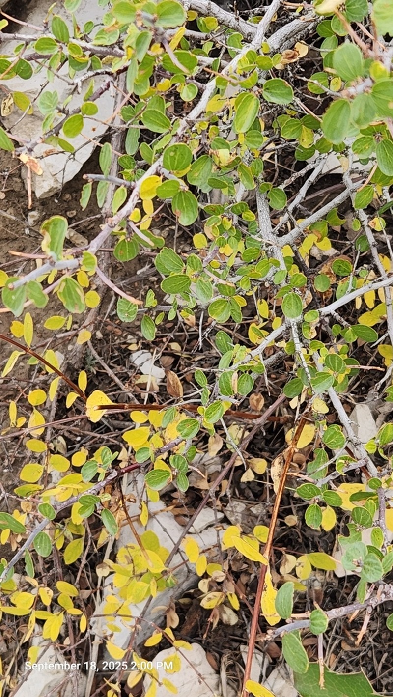 Ceanothus martini
