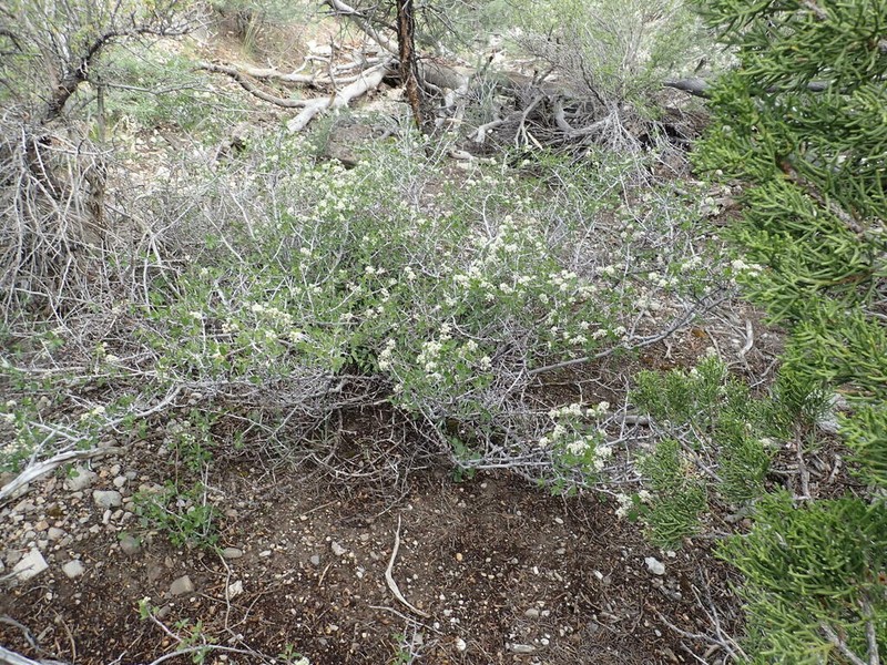 Ceanothus martini photo 2