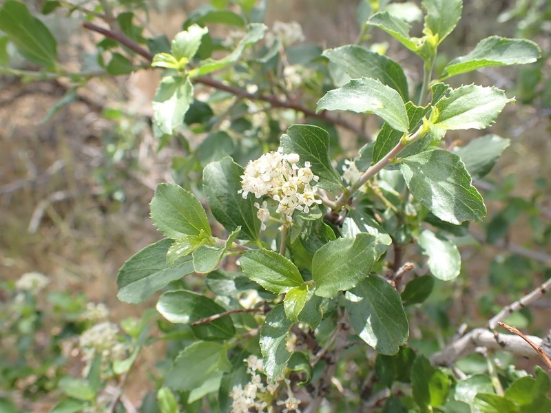 Ceanothus martini photo 3