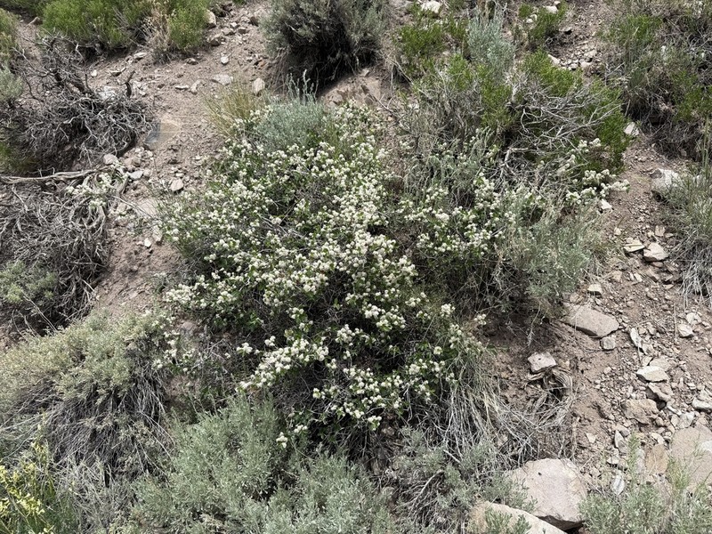 Ceanothus martini photo 4