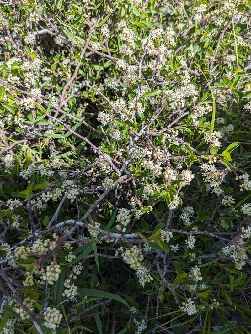 Ceanothus martini photo 5