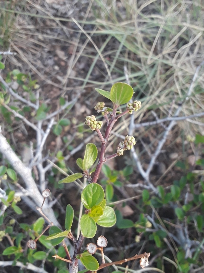 Ceanothus martini photo 6