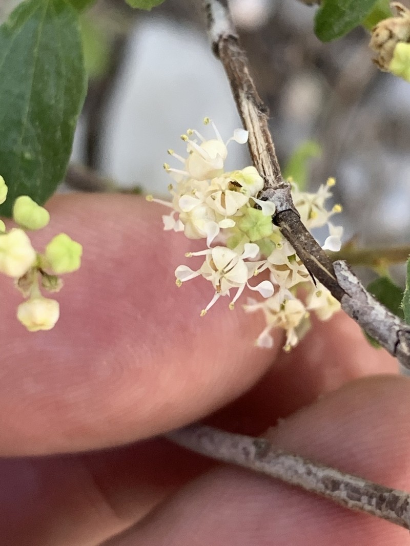 Ceanothus martini photo 7