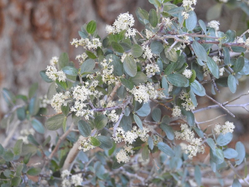 Ceanothus martini photo 8
