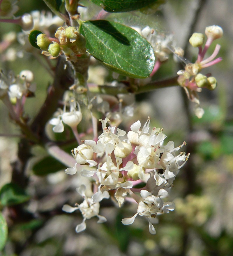 Martin's Ceanothus