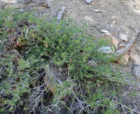Martin's Ceanothus