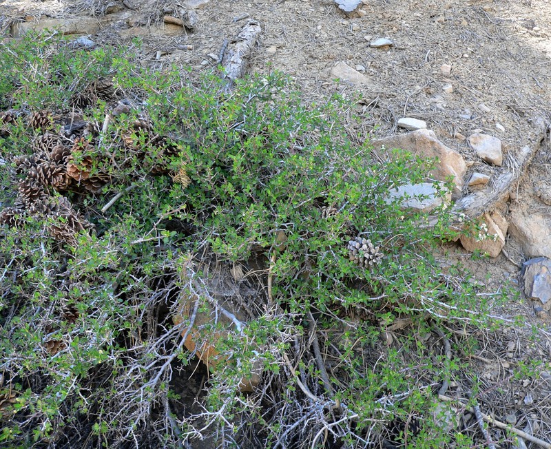 Martin's Ceanothus