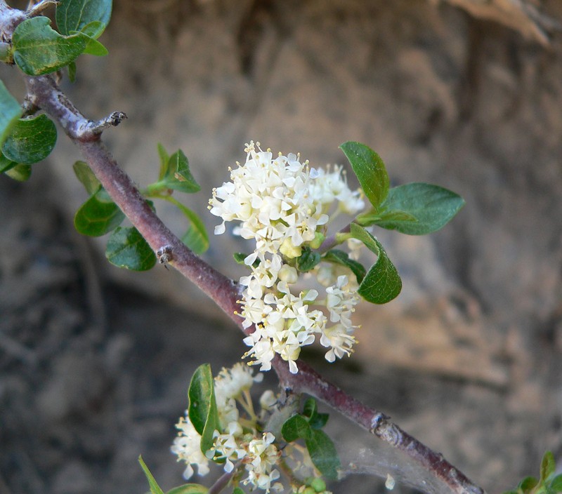 Martin's Ceanothus photo 2