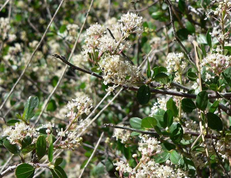 Martin's Ceanothus photo 4