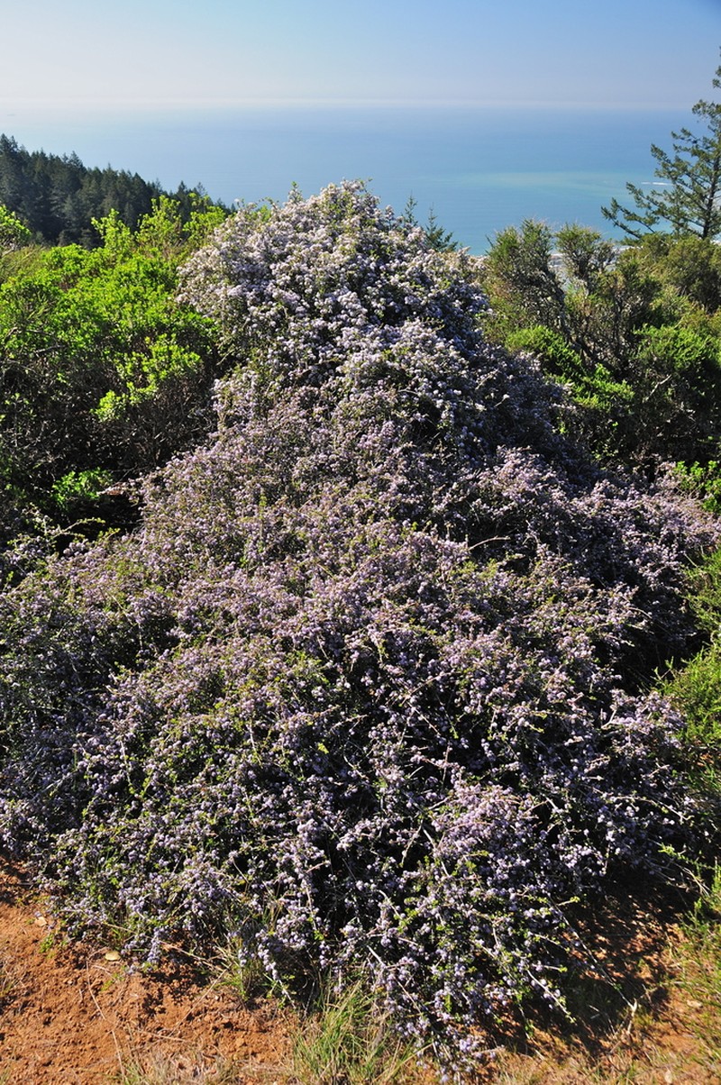 Mason's Ceanothus