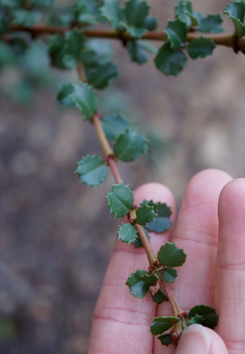 Mason's Ceanothus photo 2