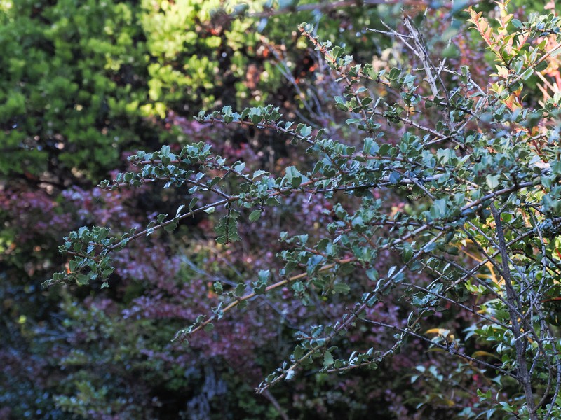 Mason's Ceanothus photo 3