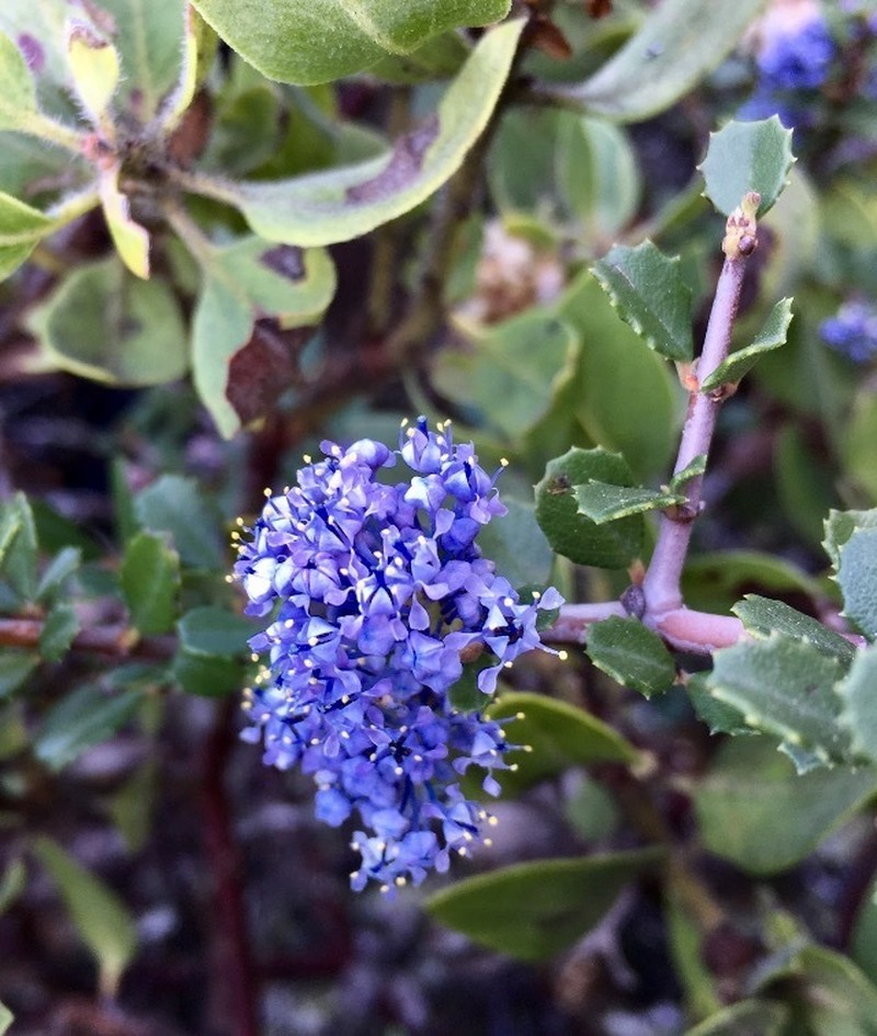 Mason's Ceanothus photo 4