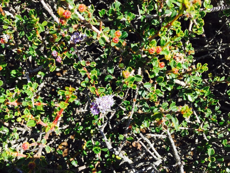 Mason's Ceanothus photo 5