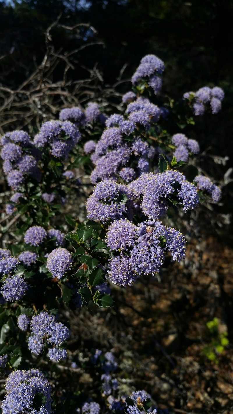 Mason's Ceanothus photo 6