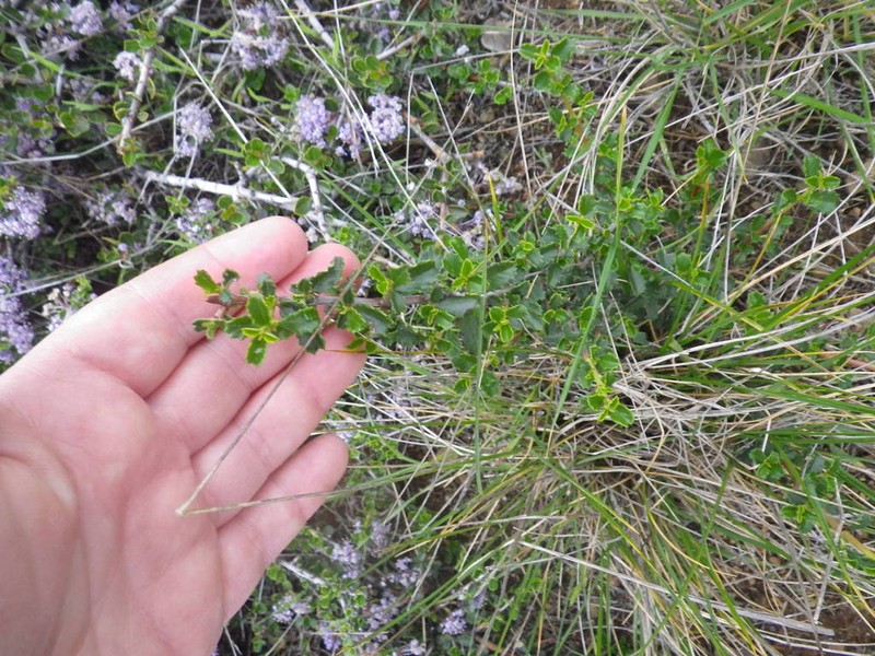 Mason's Ceanothus photo 7
