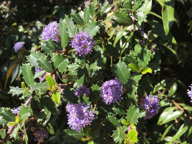 Mason's Ceanothus photo 8