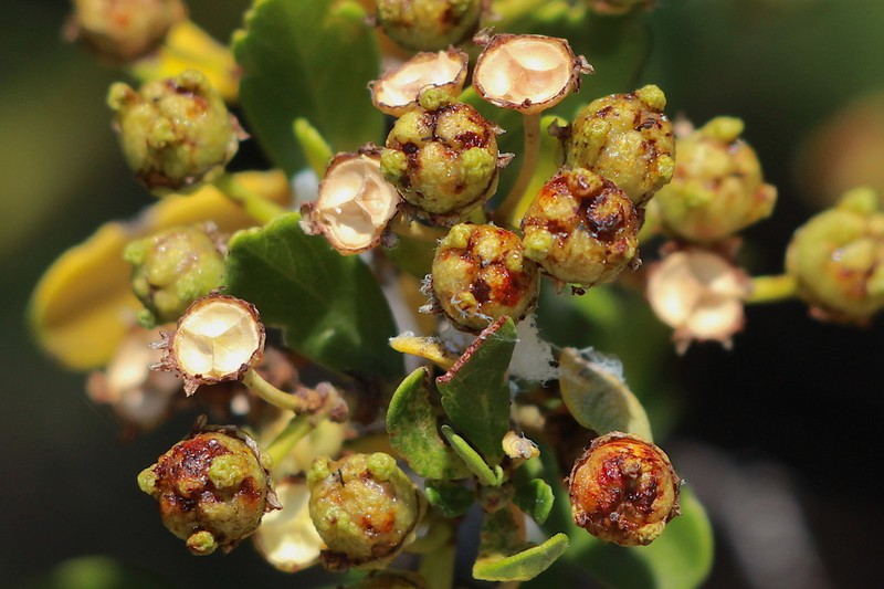 Bigpod Ceanothus