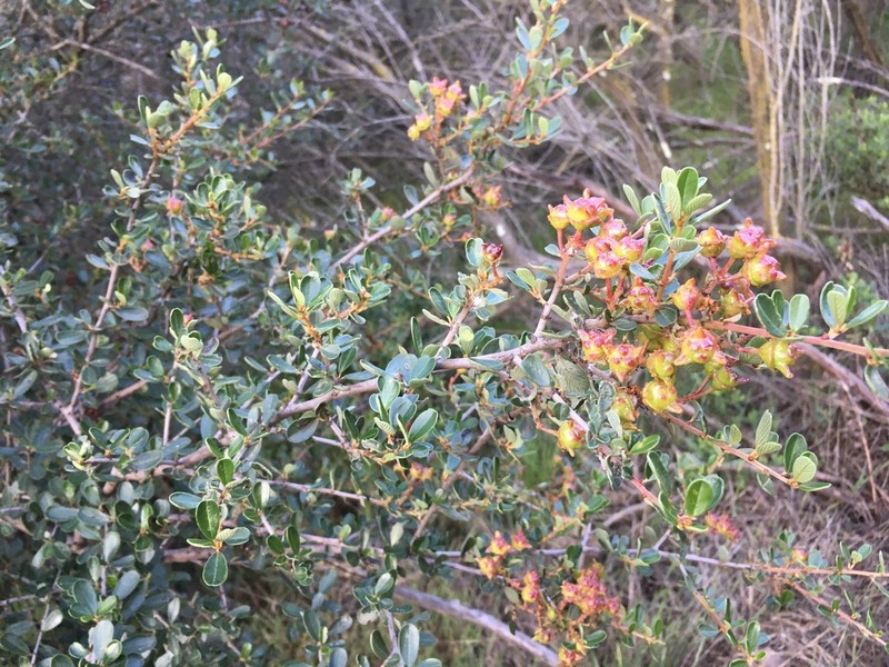 Bigpod Ceanothus photo 2