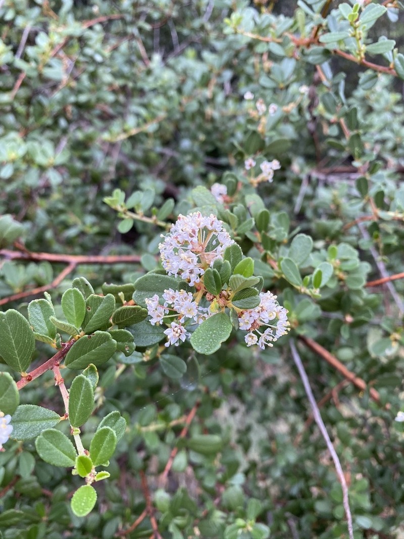 Bigpod Ceanothus photo 3