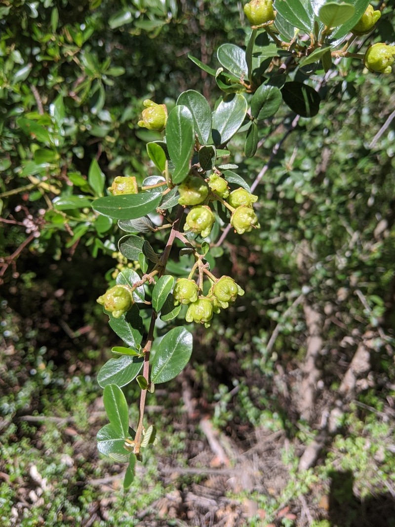 Bigpod Ceanothus photo 4