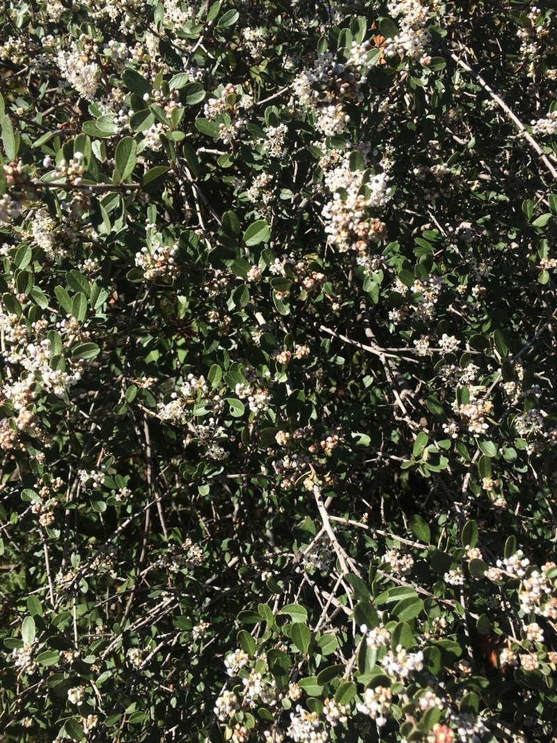 Bigpod Ceanothus photo 5