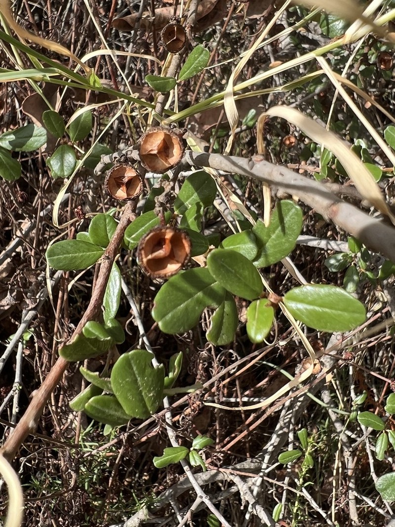 Bigpod Ceanothus photo 6