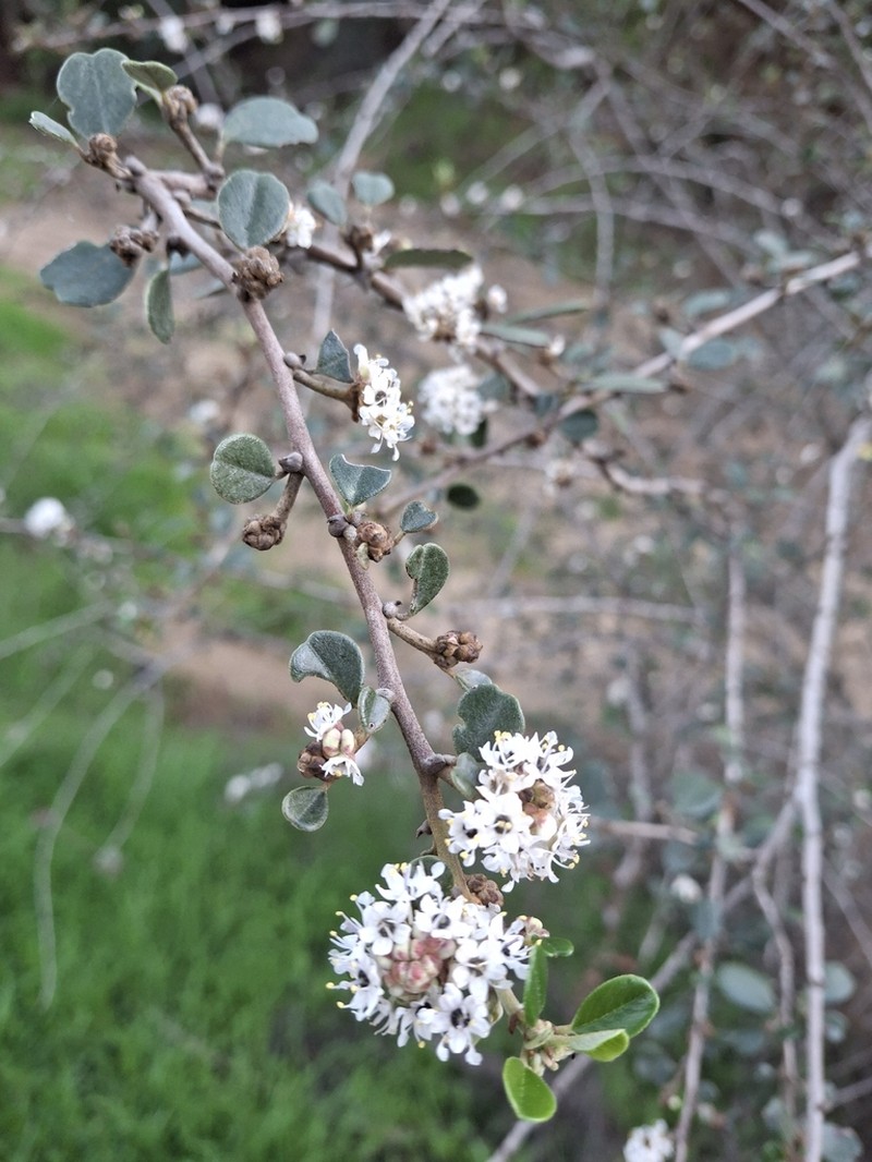 Bigpod Ceanothus photo 7