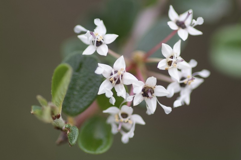 Bigpod Ceanothus photo 8