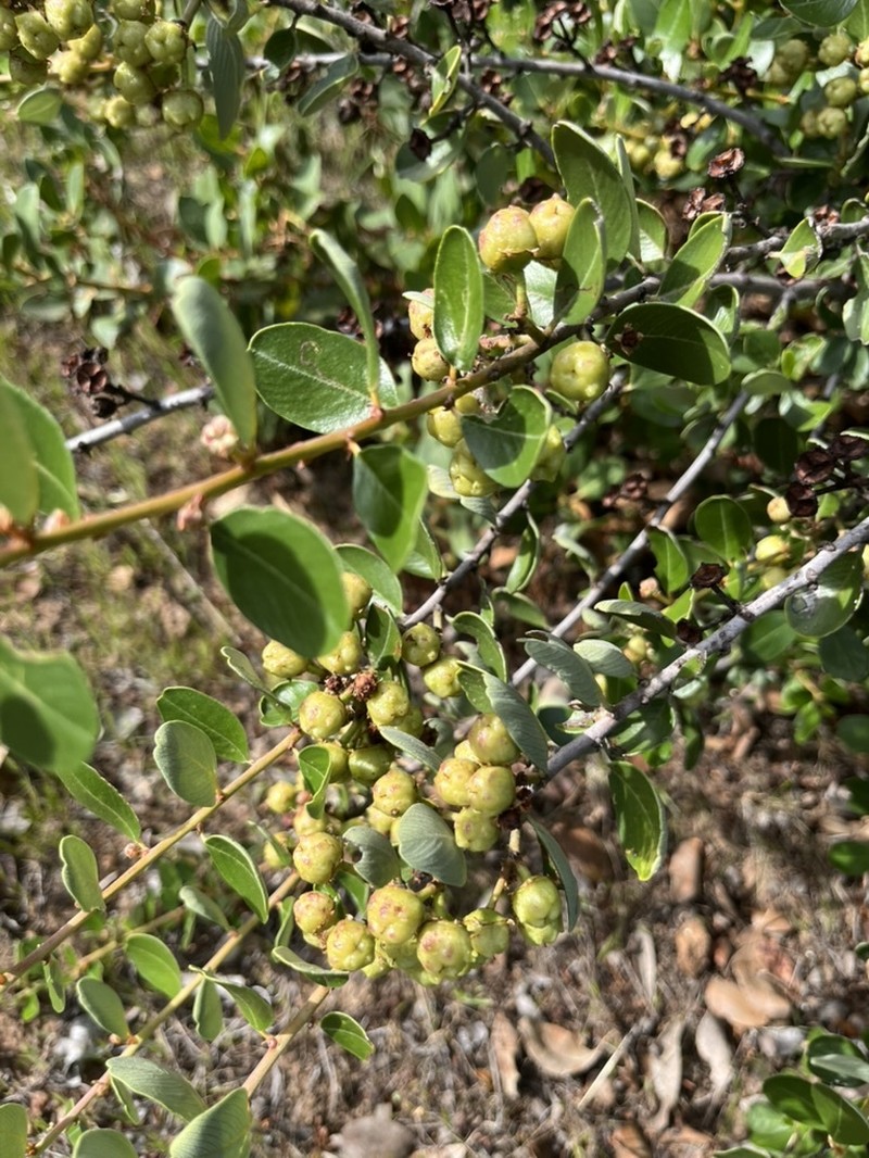 Ceanothus megacarpus var. insularis
