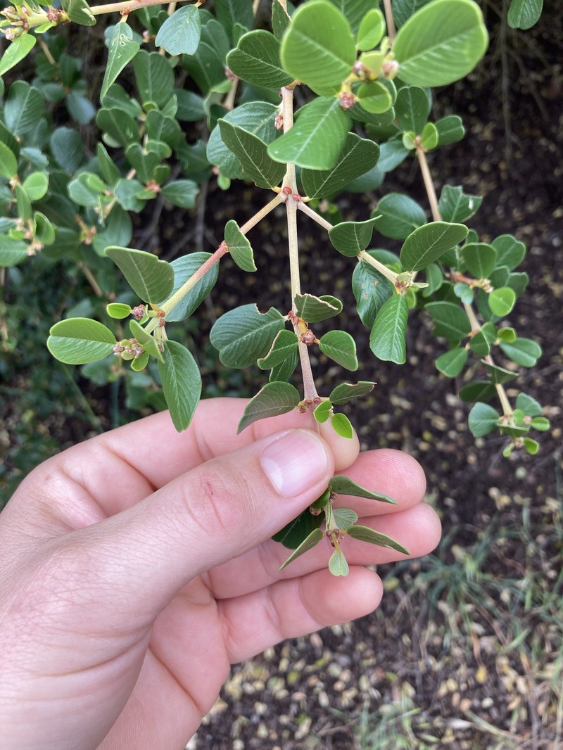 Ceanothus megacarpus var. insularis photo 2