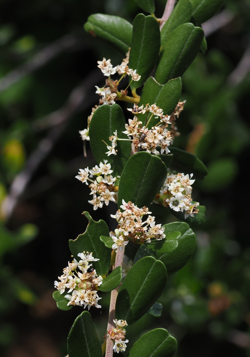 Ceanothus megacarpus var. insularis photo 3