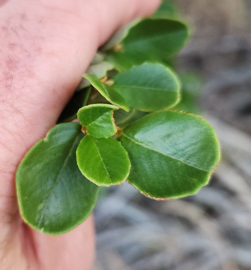 Ceanothus megacarpus var. insularis photo 4