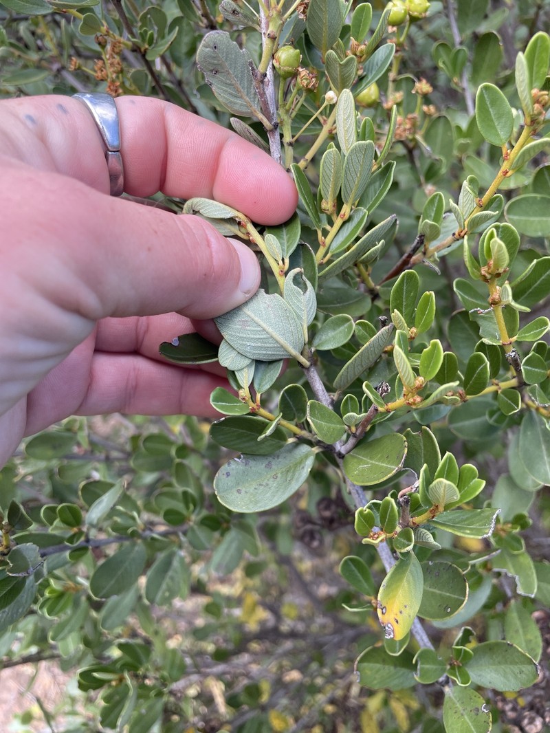 Ceanothus megacarpus var. insularis photo 5